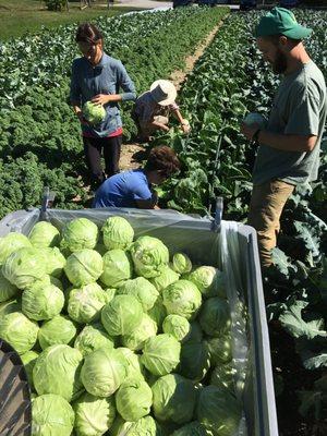 Harvesting the sweetest most tender fall cabbage you'll ever taste