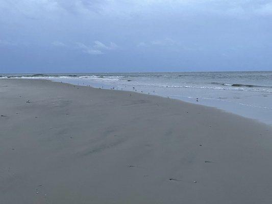 Evening drive on the beach