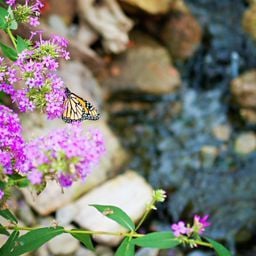 Dreamscapes Watergardens