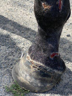 My filly's damaged hood and leg!