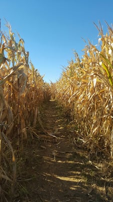 Corn maze