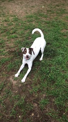 "Darius" is ready to fetch tennis balls.