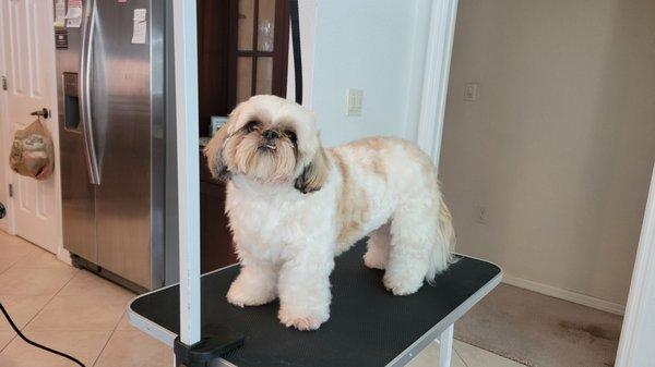 Teddy is all clean and ready for the day!