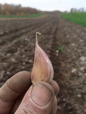 Garlic planting...