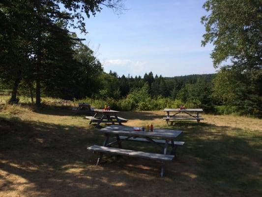 Set of four picnic benches with napkins and condiments set under shady foliage.