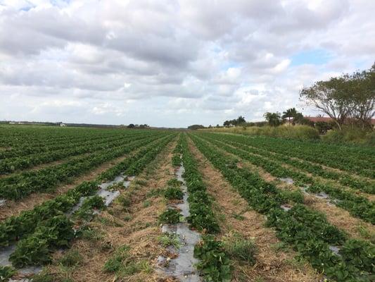 Strawberries for picking $2.50 per pound. Already picked strawberries available at the stand for $3 per pound.