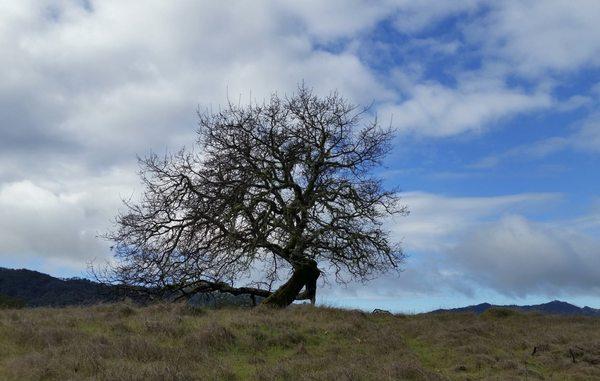 Classical Chinese medicine for the contemporary patient