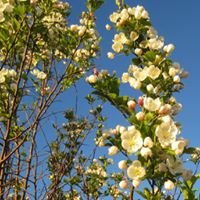 Poplar Farms Nursery