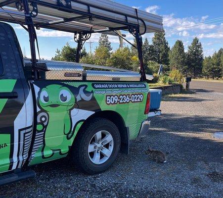 Garage gecko meets bunny rabbit in Deer Park, WA