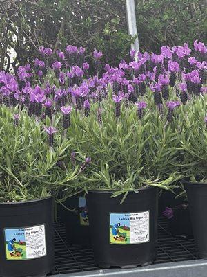 Beautiful lavender plants.