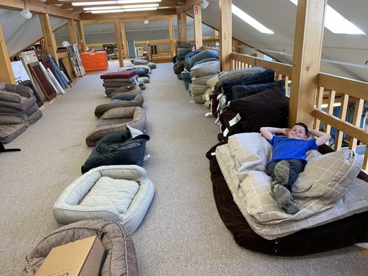 Dog beds are a great resting spot for a busy young man too!!