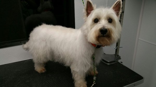 Westie after