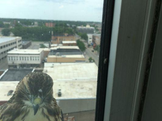 Red Tailed Hawk checking out office space