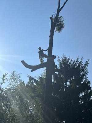 Champs Tree Service