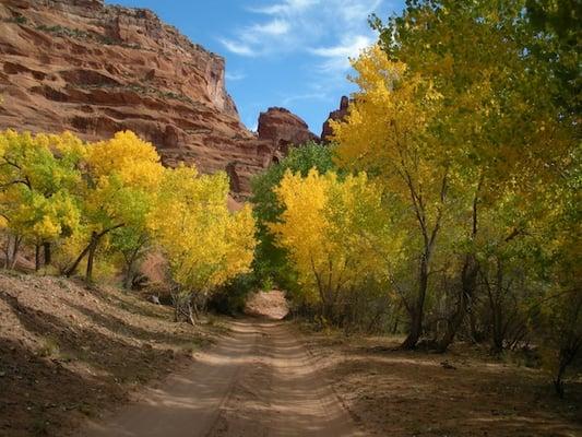 Autumn color (Canyon de Chelly)