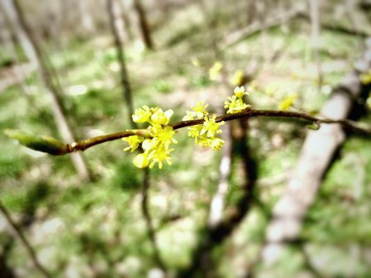 Billy Goat Trail Section C