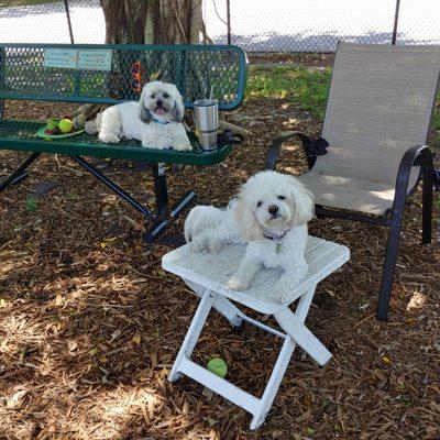 Happy Hounds and Homes