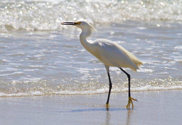 We have the most beautiful wildlife at the beach.