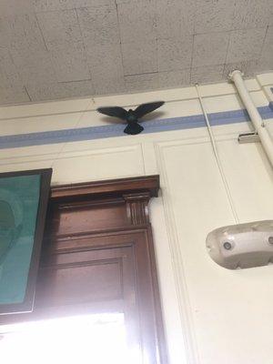 bird stuck in hallway