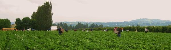 Strawberry Harvest