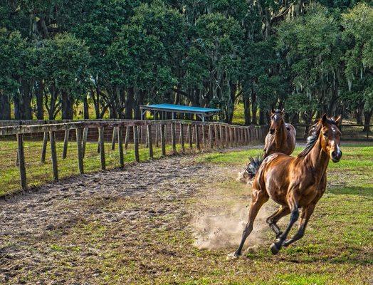 Horses in Ocala