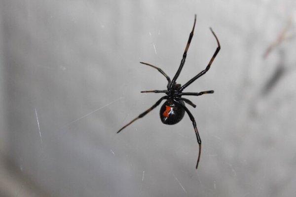 Black Widow Spider