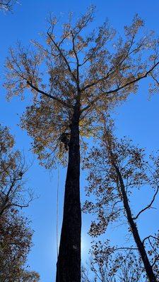 Legendary Tree Services