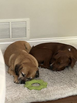 Lucy and Charlie sleeping in Sunday after a busy Saturday.