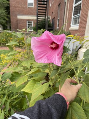 September flowers