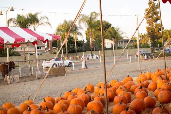 Pumpkin patch on Yorba Linda Blvd