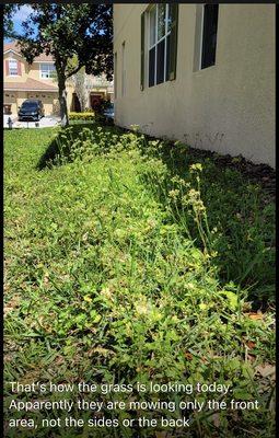 Overgrown weeds all over the community including stingy nettles.