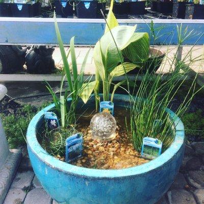 Aquatic Plant Water Garden