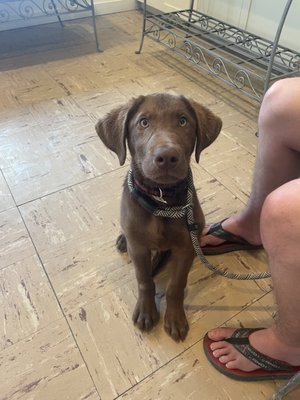 Puppy "Azul" learning to sit and wait politely!