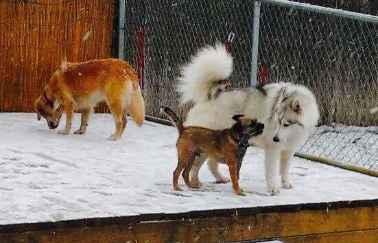 Snow day at Tails R Waggin.