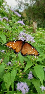 Morning Star Prairie Plants