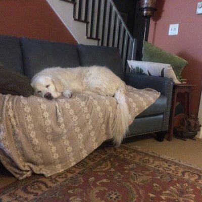 World's best golden adjusting to the new couch.