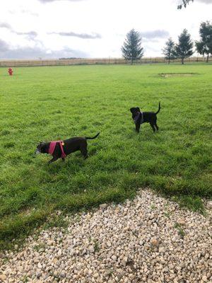 HUGE DOG PARK!!