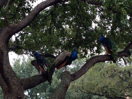 The Greenhill School peacocks live next door and come to visit from time to time.