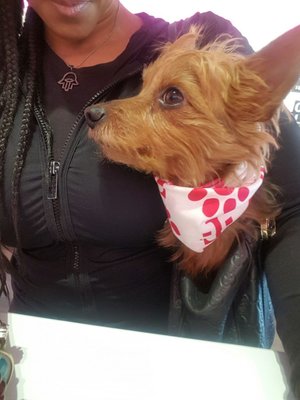 Gizmo and his T-mobile bandana. Thank you Jaskaran!