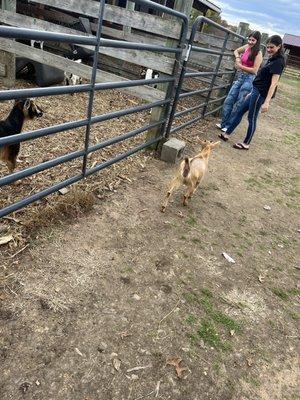 Free range goats