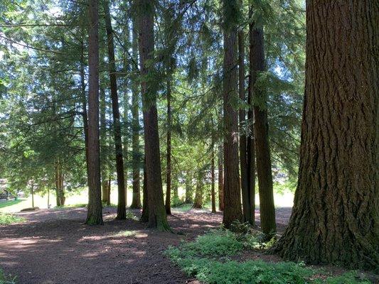 Treed area to explore.