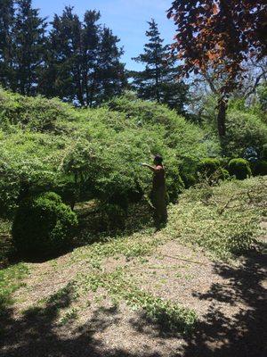 Hand pruning of shrubs.