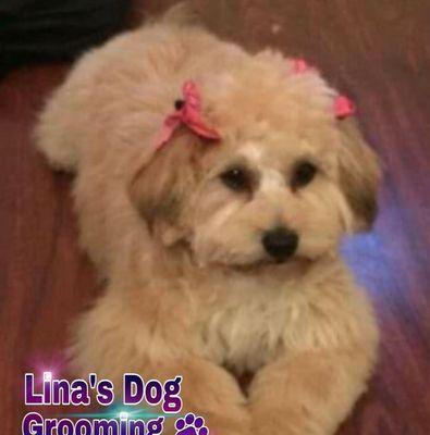 Lina's Dog Grooming