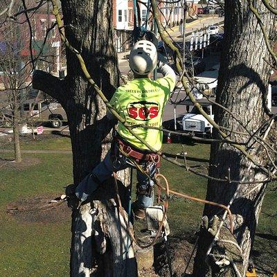 Specialty Outdoor Services LLC
 Team SOS Professional Climber cabling a tree for the City of Mt Vernon Ohio.