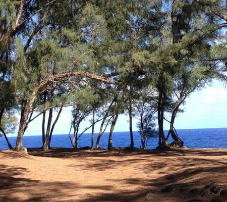 Mackinzie state Park, Wow, so Beautiful. Must see on the big Island