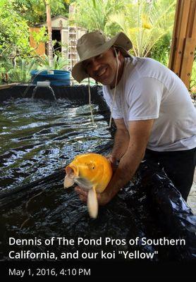 My Koi in crystal clear water! The Pond Pros of Southern California! Thanks Dennis.