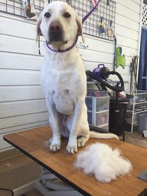 De-shedding services available!