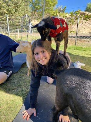 baby goat yoga