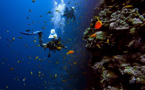 Diving in Los Angeles