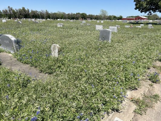 Covered in bluebonnets